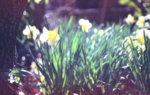 Spring Flowers 2023 on expired Kodak Ektachrome 64